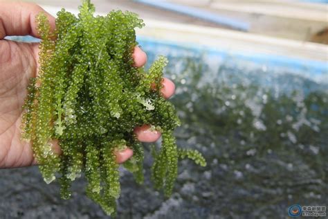 海葡萄果實可以吃嗎|沖繩人的最愛！「海葡萄」農場體驗 現場摘下可鮮吃